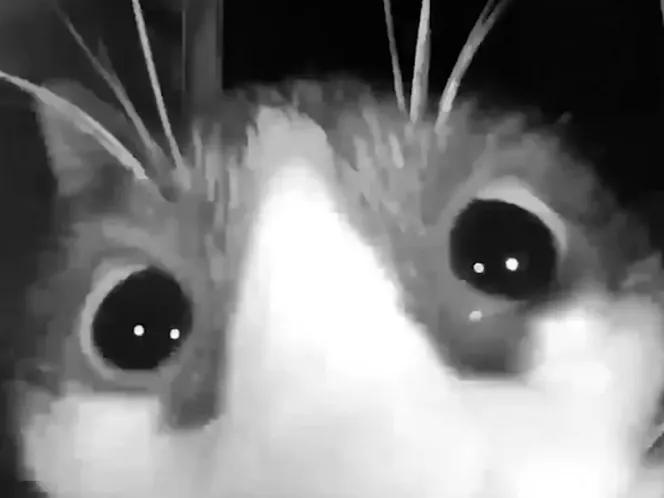 Gato utiliza timbre para que le abran la puerta de su hogar