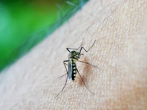 España confirma caso de dengue por transmisión sexual