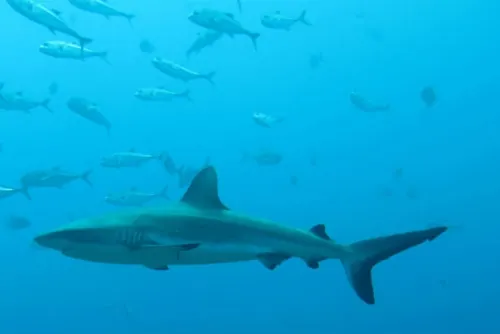 Tiburón sorprende a buzos mientras se encontraban de pesca