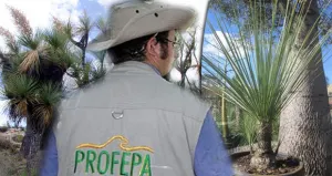 Decomisa Profepa 7 patas de elefante en Puebla