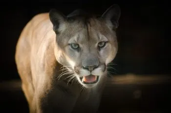 Rescatan a un puma que deambulaba en Panotla, Tlaxcala