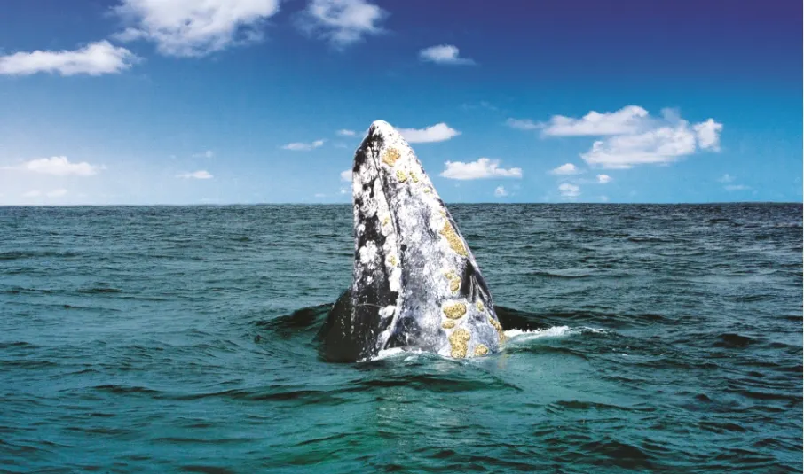 Aún hay tiempo para ir a Ensenada al avistamiento de la Ballena Gris