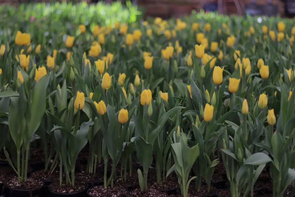 Venta de tulipanes en Atlixco