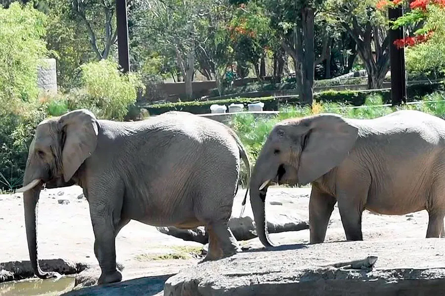 Elefantes Zoologico Guadalajara