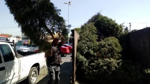 Ayuntamiento y Africam Safari invitan a los ciudadanos a reciclar árboles navideños