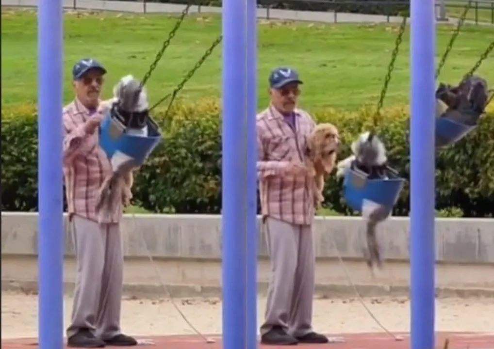 TikTok perritos