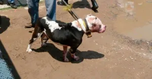 Pit Bull ataca a menor de 9 años en la colonia Chapulco