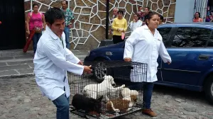 Comuna realiza operativo contra venta ilegal de animales en Analco