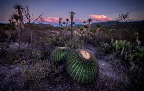 En 2018, Reserva de la Biósfera de Tehuacán será patrimonio mixto de la humanidad