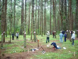 Gobierno británico aportará 2 283,339 libras esterlinas en proyecto forestal