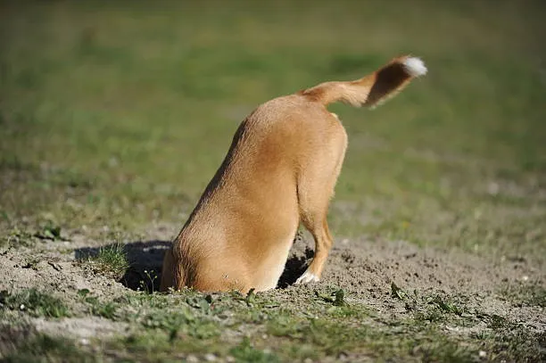 Perrito cavando un hoyo