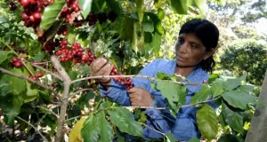 Rescatará Sagarpa cafetales dañados por La Roya