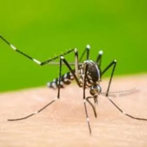 Confirma BUAP 18 casos de dengue en su campus de Tehuacán