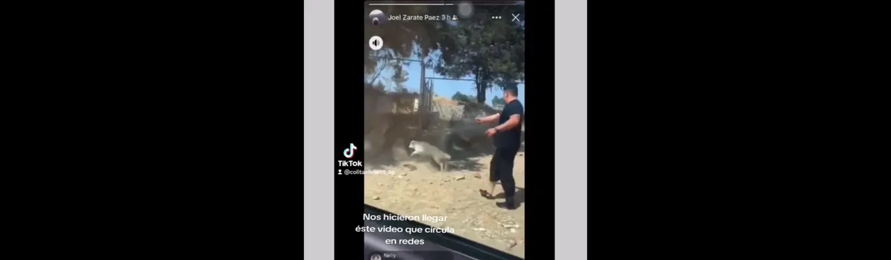 Hermanos Zarate Páez matan perro