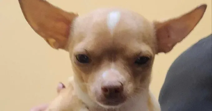 Peluquero de perros detenido