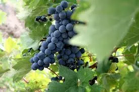 Caja de vino más caro del mundo es subastado en Hong Kong por 476 mil dólares