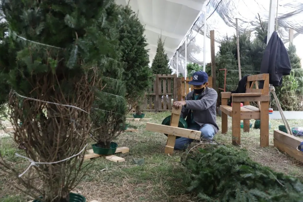 Árboles de Navidad