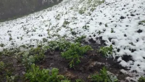 Productores afectados por sequía y granizada serán indemnizados