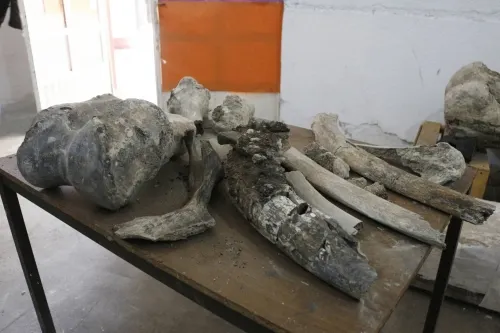 Dan a conocer hallazgo de restos de Mamut Columbi, Camello y Perro Lobo Gigante