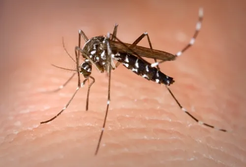 Existen medidas de prevención y recomendaciones para combatir el dengue: Ssa