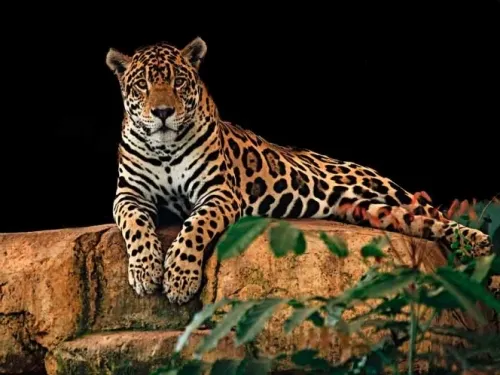 Montes Azules en Chiapas alberga a la mitad de los grandes carnívoros de México
