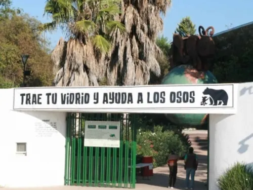 Productores afectados por ataque de osos recibirán apoyos