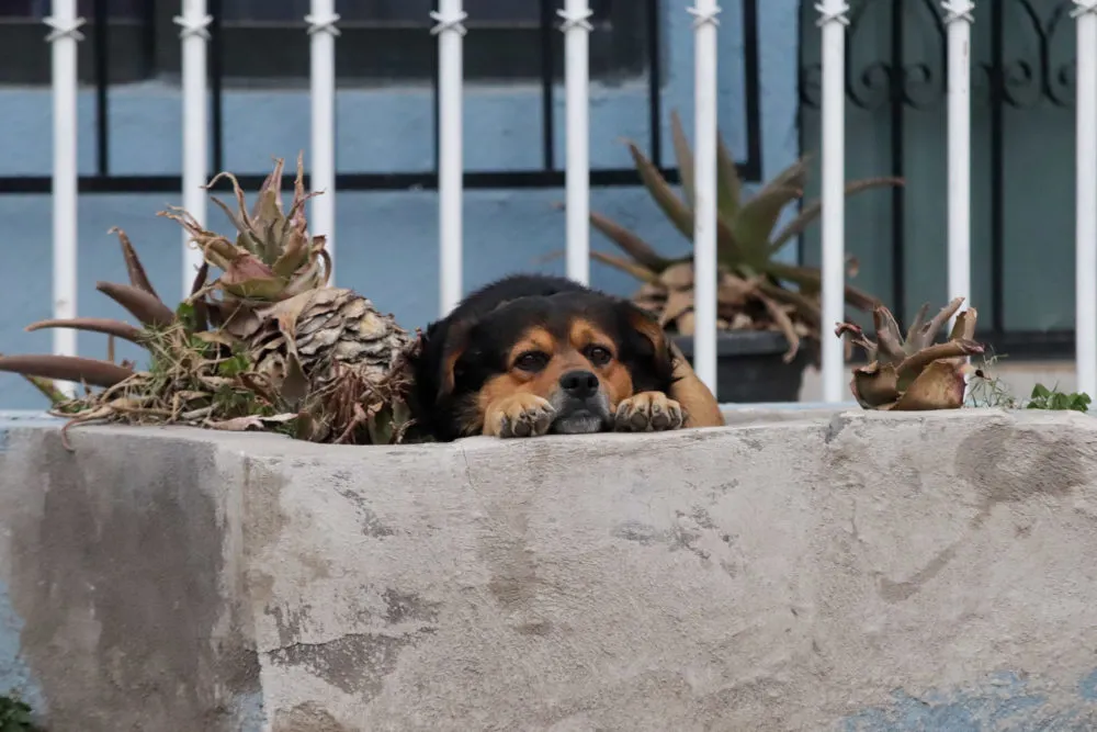 perro