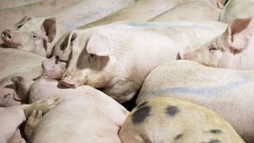 WH Group aumenta exportación de carne de cerdo a México y Japón por guerra comercial