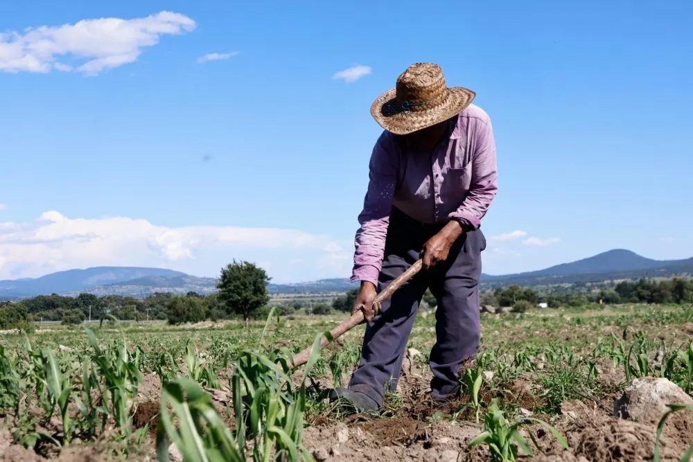 Sequía y falta de agua ponen presión sobre la producción agrícola en México