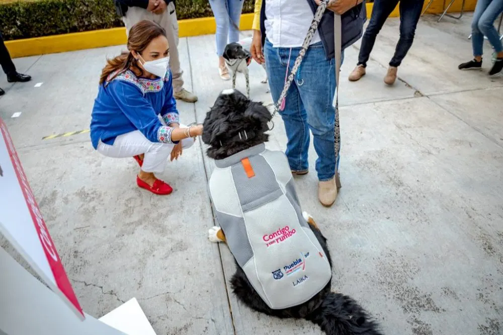 SMDIF Perros