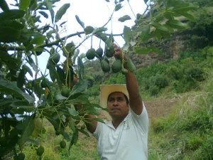 Aguacaterosven a China como opción ante dificultades con Estados Unidos