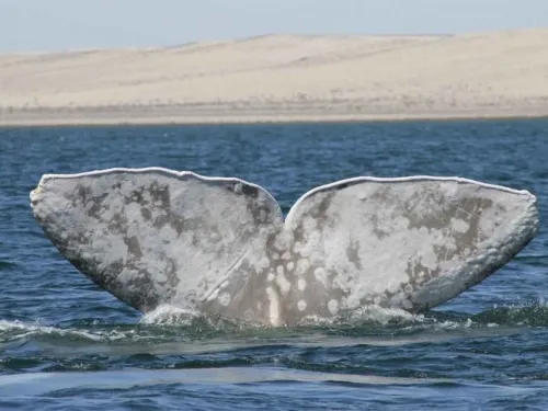 52 ejemplares de ballena gris ya se encuentran en aguas mexicanas