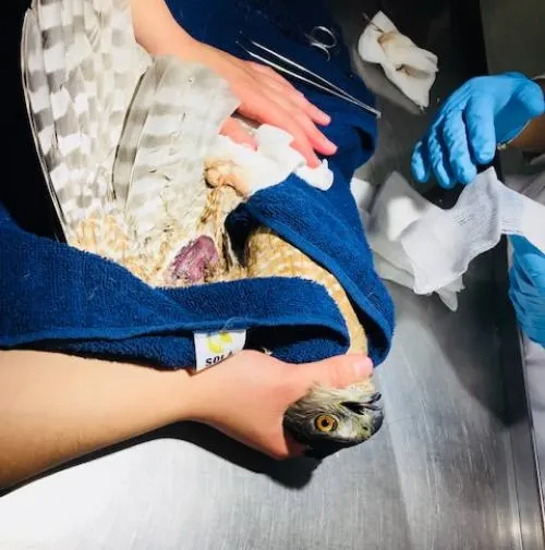 De manera voluntaria, entregan a Profepa un cocodrilo y un gavilán, en Puebla