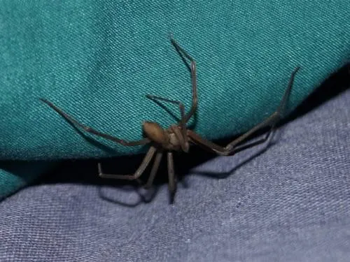 Mexicanos desarrollan antídoto para mordedura de araña violinista
