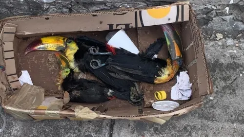 Abandonan restos de tres tucanes en calles de Puebla