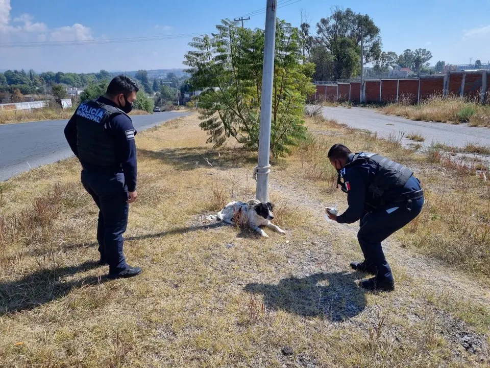 Avanza a paso lento castigo por maltrato animal en Puebla