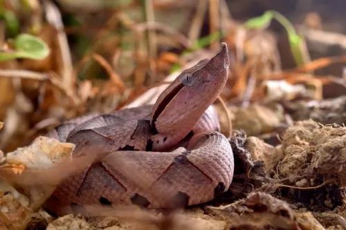 No era necesario: doctores informan a hombre que se amputó dedo tras ataque de serpiente venenosa