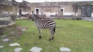 Investiga Profepa animales en propiedad de edil de Ciudad Serdán
