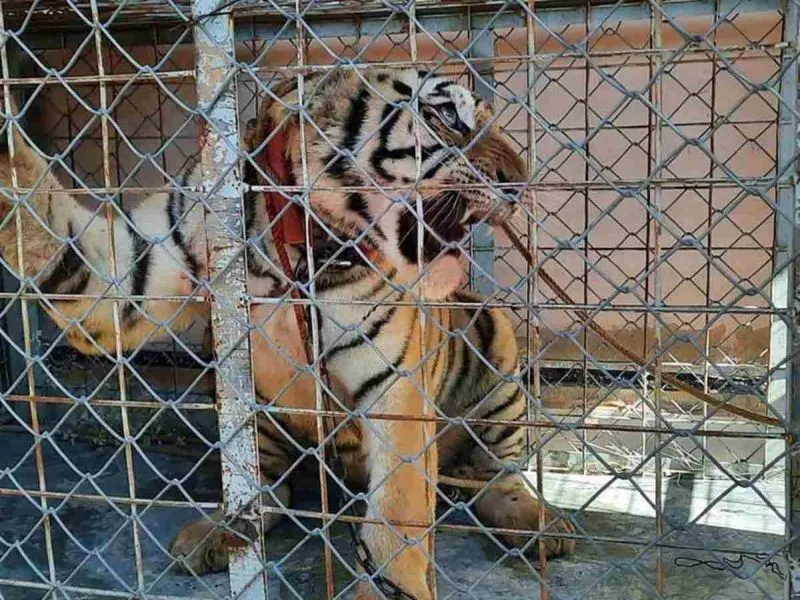 Profepa rescata a tigre de bengala en cateo a propiedad huachicolera en Sonora