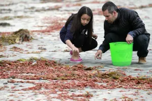 Miles de langostas invaden playas de Tijuana