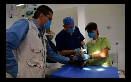 Mono capuchino, sano pero estará en cuarentena tres meses: Sedema