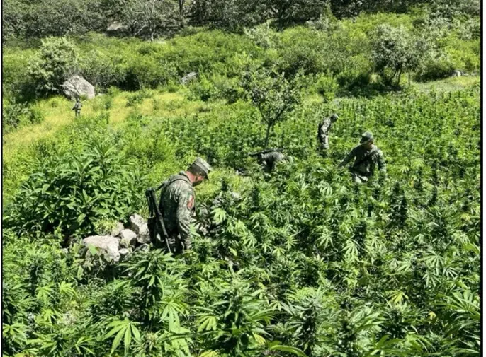El Gabinete de seguridad realizó aseguramientos de armas de fuego y de droga en distintos estados