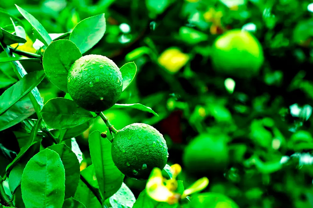 Limon Limones