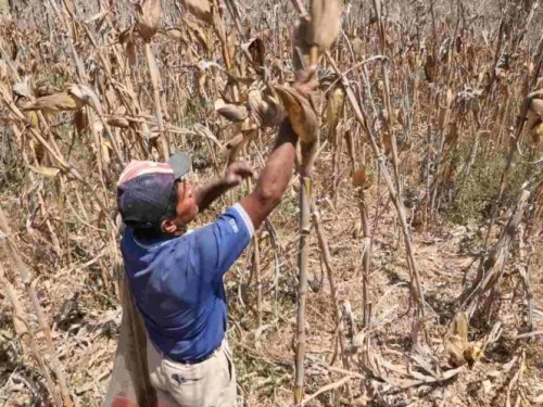 Los efectos del coronavirus en el campo de Guerrero