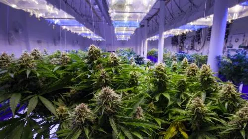 Cofepris libera 38 paquete de productos con marihuana