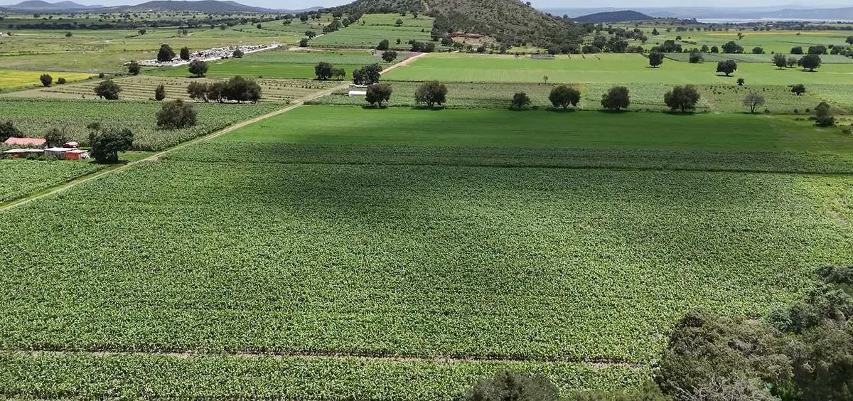 Cultivos Campo Poblano