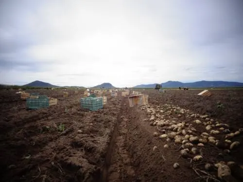Alcanza SAGARPA un avance del 59% en el pago de PROAGRO productivo ciclo P-V 2017