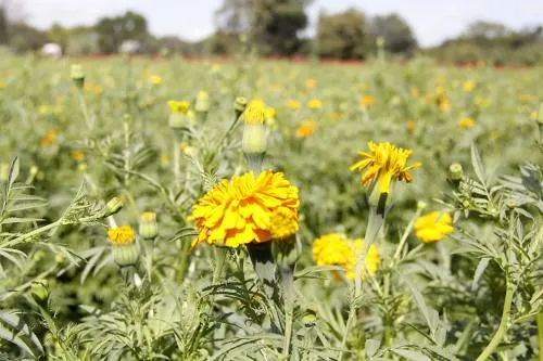 Floricultores temen perder 9 mil 500 toneladas de flor de cempasúchil en Atlixco