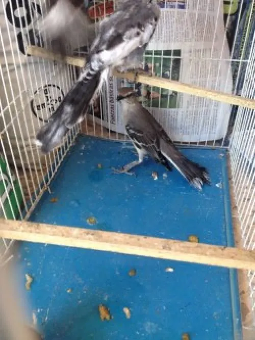 Decomiso PROFEPA 16 ejemplares de fauna silvestre en Acatlán de Osorio