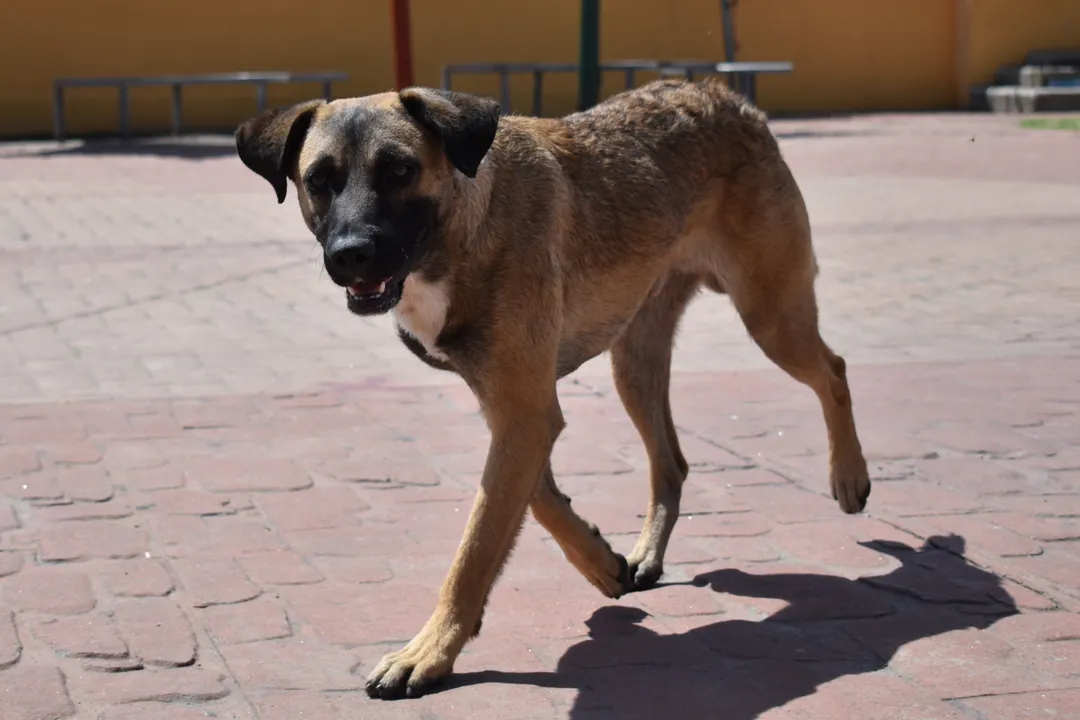 perro